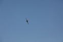 pianezza2009 287
